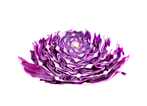 Purple cabbage slice isolated on trasparent png