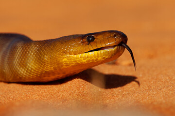 Woma python - Aspidites ramsayi also Ramsay's python, Sand python or Woma, snake on the sandy beach, endemic to Australia, brown and orange with darker striped or brindled markings