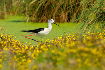 Black-winged Stilt - Himantopus himantopus walking in the water and feeding, widely distributed very long-legged black and white colored wader in the avocet and stilt family (Recurvirostridae)
