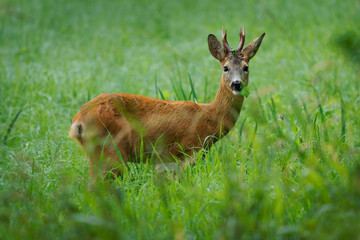 European Roe Deer - Capreolus capreolus wild horned animal standing and looking face to face in the green meadow next to the forest