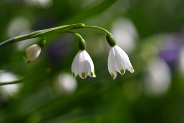 スノーフレーク