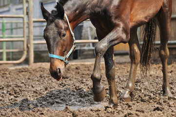 Bay trotting horse splashes muddy water standing in a puddle in a paddoсk. Funny portrait of a...