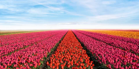 Fotobehang tulip field rows with sky © Vaceslav Romanov