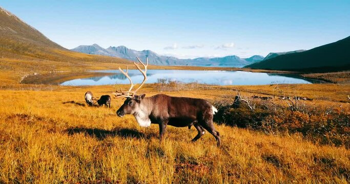Lockdown Shot Of Reindeer Eating While Standing On Dry Grass Land During Sunny Day - Tromso, Norway