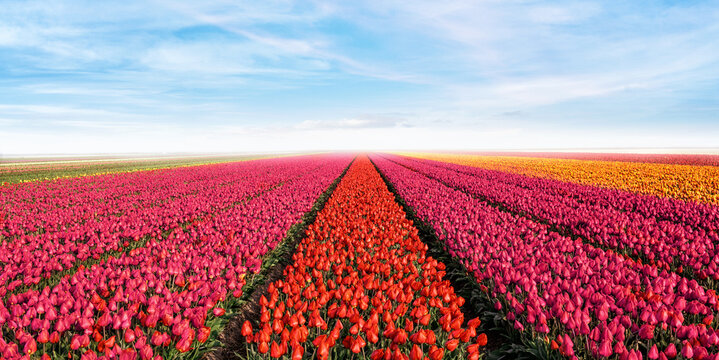tulip field rows with sky