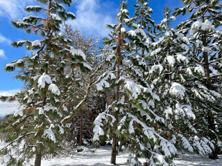 Pine Fir Trees on a Snowy Mountain Day