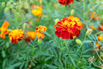 Orange marigold flowers, close-up. Background from french marigolds for publication, design, poster, calendar, post, screensaver, wallpaper, postcard, banner, cover, website. High quality photo