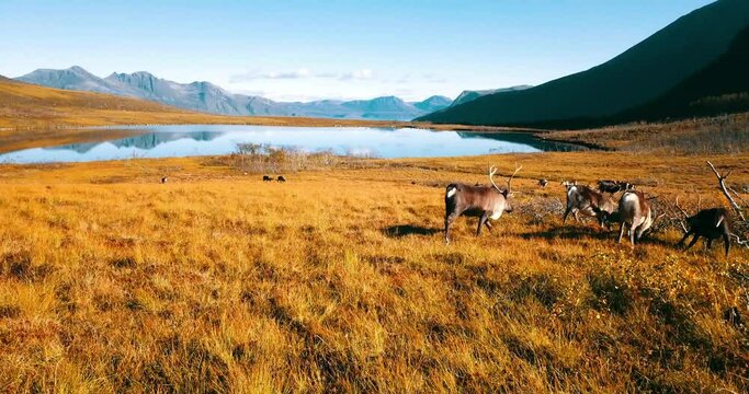 Aerial: Drone View Of Rangifer Tarandus Grazing On Dry Grass By Tranquil Lake During Sunny Day - Tromso, Norway