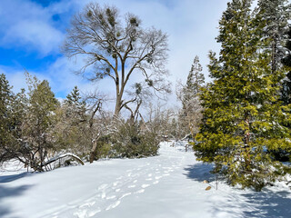  Trees on a Snowy Mountain Day along a Hiking Path