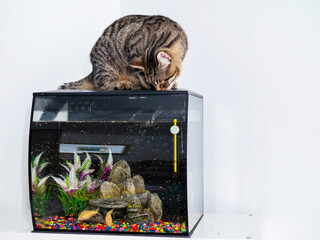Cute tabby cat and a small fish tank. Animal natural instinct for fishing and hunting. Light wall background.