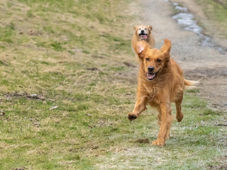 Dogs running in a grassy field. 