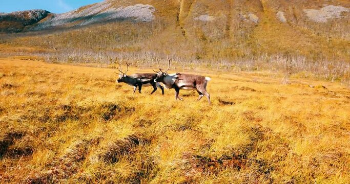 Aerial: Drone Shot Of Rangifer Tarandus Walking Together On Dry Grass By Mountains - Tromso, Norway