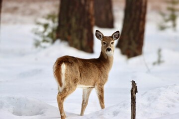 White Tailed Deer Montana