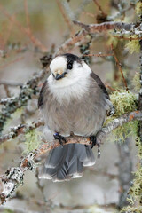 Canada jay on a branch - 576485612