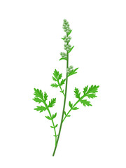 Vector illustration, Artemisia vulgaris or common mugwort, isolated on white background.