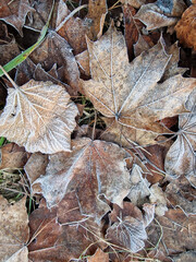 Fallen leaves covered with frost on a cool spring morning in  Julianowski Park, Lodz, Poland.