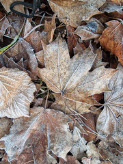Fallen leaves covered with frost on a cool spring morning in  Julianowski Park, Lodz, Poland.