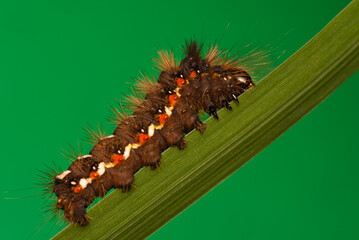 beautiful colorful caterpillar on a green stem