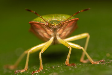 Odorek zieleniak (Palomena prasina) on the leaf