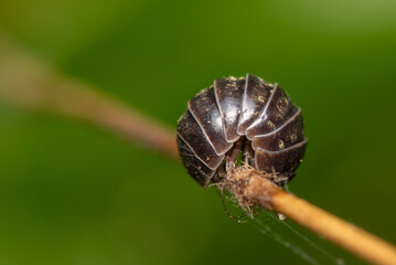 Kulanka (Armadillidium) on a green stalk