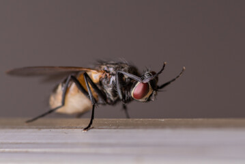 fly on a metallic frame