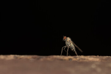 fruit fly sitting on wood