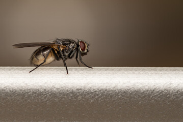 fly on a metallic frame