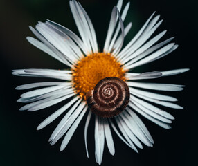snail shell on a white meadow flower