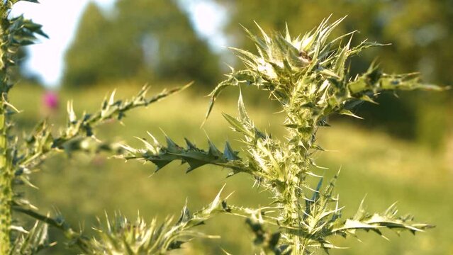 DOF, CLOSE UP: Spiny stem and leaves of milk thistle growing in summer garden. Upright herbal plant armed with stiff, sharp spines. Sunlit blessed milk thistle known as medical and invasive flower.