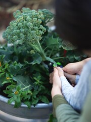 Mother and son harvesting broccoli together 