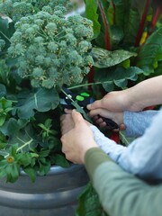 Mother and son harvesting broccoli 