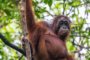 Fototapeta premium Wild Orangutan hanging on the trees in the jungle of Borneo Indonesia.