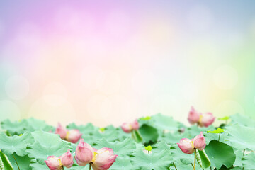 Makha Asanaha Visakha Bucha Day. Lotus leaves with shining light. Soft image and smooth focus style
