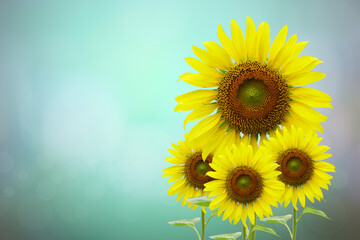 Beautiful Sunflower Blooming Bokeh Background