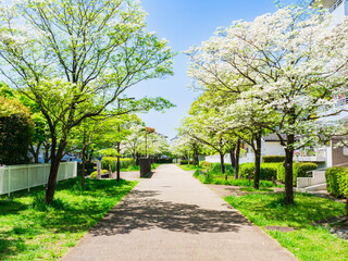 Fototapeta premium 郊外の住宅地 ハナミズキが咲く生活道路