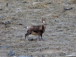 Cabra transpirenaica