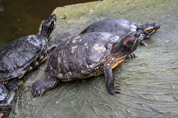 A water turtle climbed on a stone.