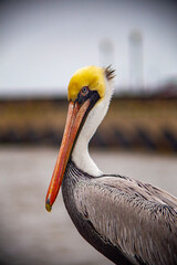 Pelican resting near the ocean