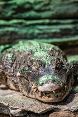 Alligator kept in captivity in a large terrarium.