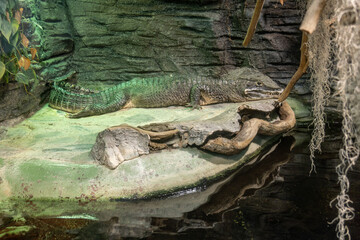 Alligator kept in captivity in a large terrarium.