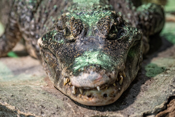 Alligator kept in captivity in a large terrarium.