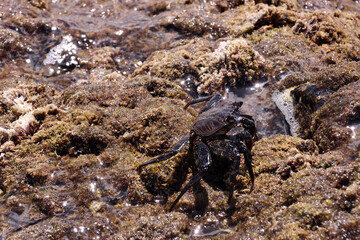 juvenile Grapsus adscensionis - Ostatlantische Rote Felsenkrabbe