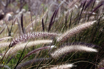 Lampenputzergras, Federborstengras - Pennisetum setaceum