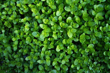 Obraz premium mint