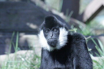 Monkey 