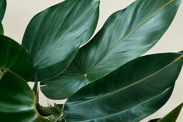 Naklejka na ściany i meble Monstera green leaves or Monstera Deliciosa in dark tones(Monstera, palm, rubber plant, pine, bird’s nest fern), background or green leafy tropical pine forest patterns for creative. Generative AI