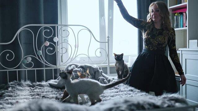A woman and four Devon Rex cats playing with toys on a bedroom bed. High quality 4k footage