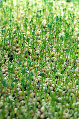 microgreens 
germinated pea seeds