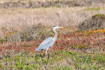 California Coastal Birds