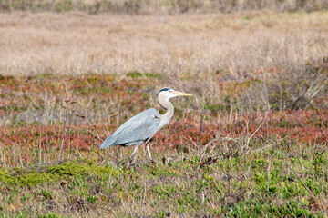 California Coastal Birds